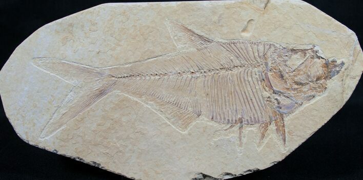 Diplomystus Fossil Fish - Wyoming #7582
